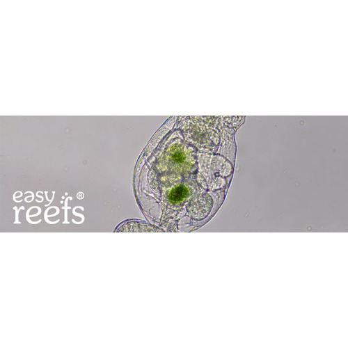 Easy Reefs Rotifer 15g
