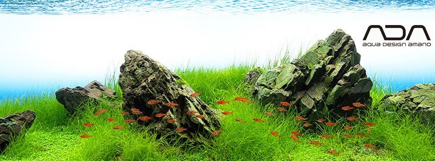 ADA Plant